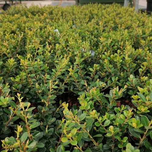 15-25cm Pot Grown Buxus sempervirens Box Hedging | ScotPlants Direct